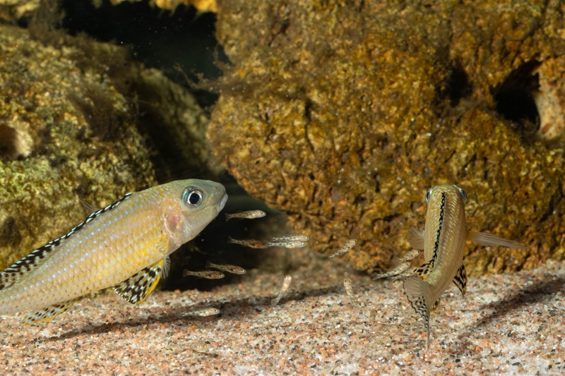 Xenotilapia papilio 'Tembwe Deux'